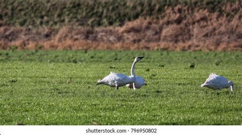 Bevy Trumpeter Swans Migrate Skagit Valley Stock Photo 796950802