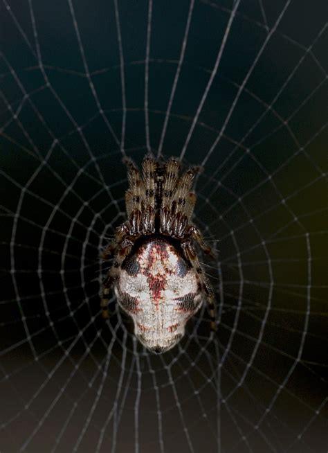 how zombie spiders are enslaved as wasp nursery builders popular science