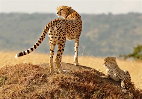 Sfondi Animali Natura Leopardo Ghepardo Ghepardi Prateria