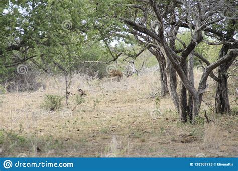 Male Lion Hiding In The African Savannah Bush Kruger National Park
