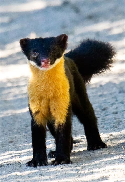 The Nilgiri Marten Is The Only Species Of Marten Found In Southern