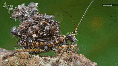 The Assassin Bug Stacks Dead Ants On Its Back For Camouflage R
