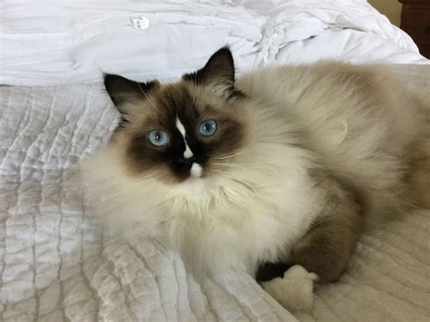 Ragdoll Reese Willow 1 Year Old Mitted Seal Ragdoll Kittens Cutest