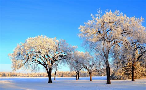 Winter Foresthd Wallpapers Snow Natural Download Hd