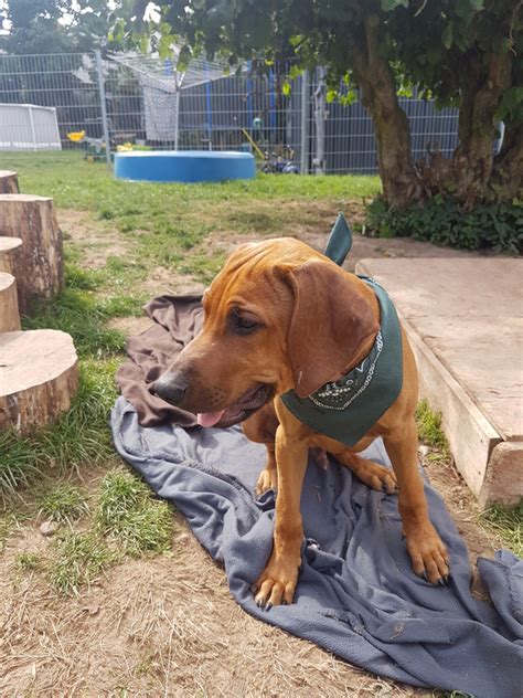 They are known for being patient and tolerant of children, so if you have kids. Rhodesian Ridgeback Welpen Tiere Hallo ihr da draußen ...