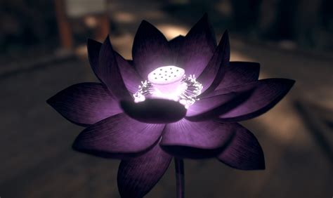Black Lotus Flower 19201145 Rwallpapers