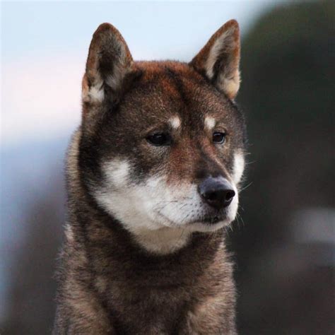 A Guide To The 11 Best Japanese Dog Breeds Animalso