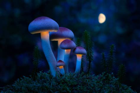 More Details On The Psilocybin Mushroom Bluing Reaction Psychedelic
