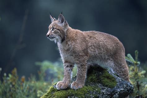 Eurasian Lynx Lynx Lynx Eurasian Lynx Lynx Kitten Lynx