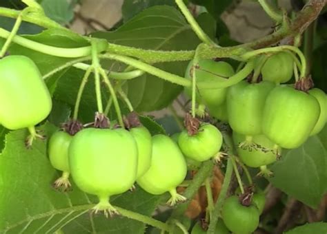 Prolific Hardy Kiwi Vine For Sale Online Shrubs And Trees Depot