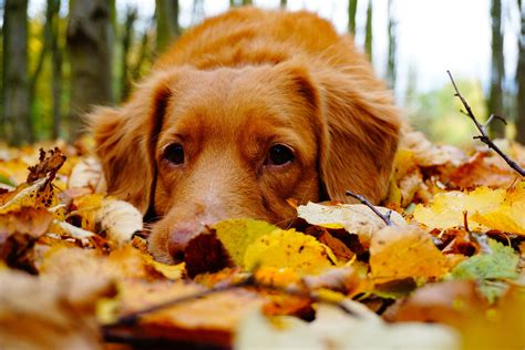 32 cocker spaniel hd wallpapers. These Autumnal Zoom Backgrounds Are So Festive For Fall in ...