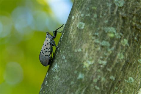 Spotted Lanternfly - Delaware Department of Agriculture - State of Delaware