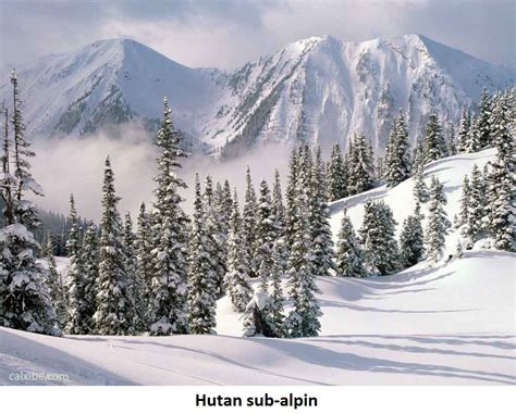 Kemudian amerika selatan bagian utara berlaku iklim tropis. PORTAL GEOGRAFI : Persebaran Flora di Dunia