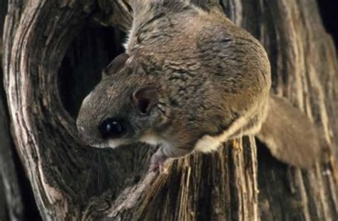 Southern Flying Squirrel Glaucomys Volans Wildlife Journal Junior
