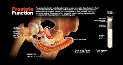 Prostate Function Storymd