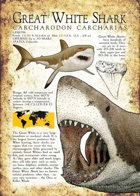 Great White Shark Poster Print Infographic