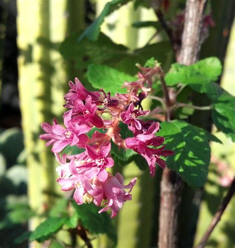 54 b street, unit d, point reyes station, ca 94956. Pink Flowering Currant - Cactus Jungle