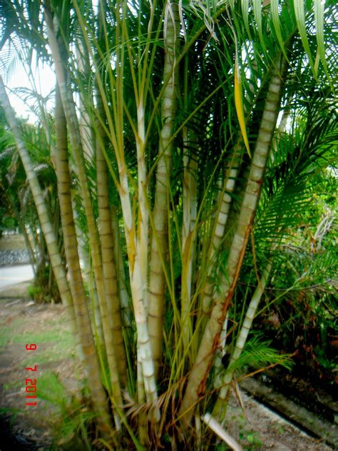 We also call the areca palm gold palm. Dypsis lutescens (H.Wendl.) Beentje & J.Dransf. | Subang ...