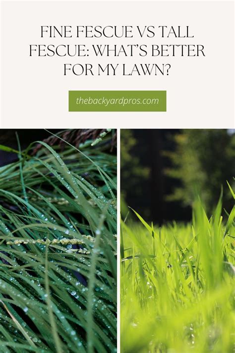 Fine Fescue Vs Tall Fescue Whats Better For My Lawn In Tall Fescue Fescue Fescue Lawn