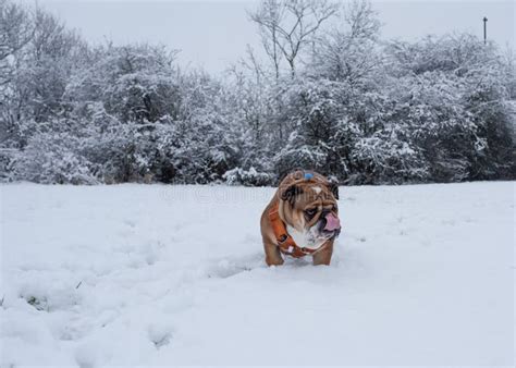 Red English British Bulldog Out For A Walk Running On The Snow Stock