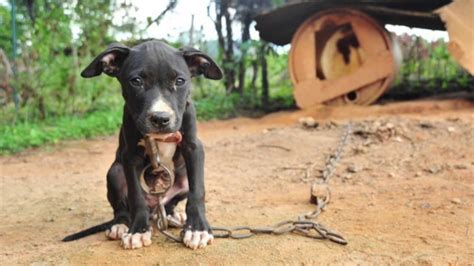 Animal Cruelty psa 