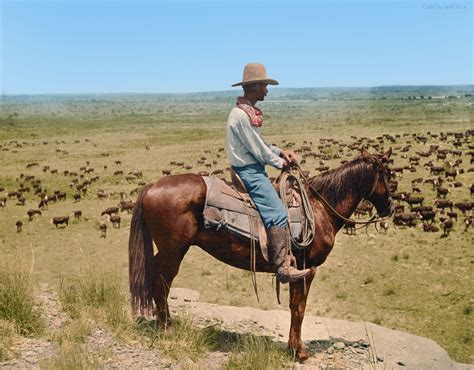 Colorized A Texas Cowboy Watches Over The Grazing Herd Ls Ranch