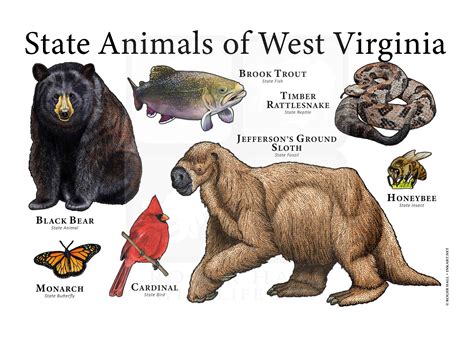 West Virginia State Animals Etsy