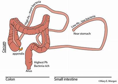 Gut Immune System Healthy Intestine Colon Intestinal