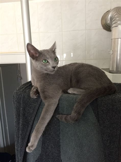 Russian Blue Hypoallergenic Cats For Adoption City Of