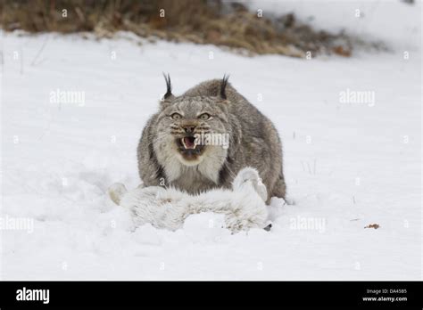 Canadian Lynx Lynx Canadensis Adult On Snow With Aggressive Open