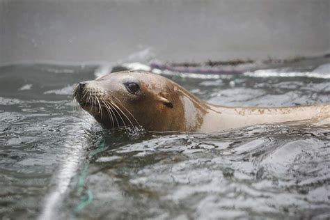 Marine Center Sees Uptick In Sea Lions Poisoned By Domoic Acid