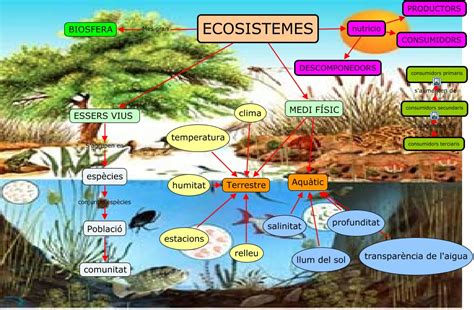 Los Ecosistemas Mapa Conceptual Del Ecosistema Images
