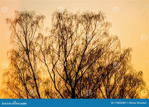 Orange Sunset In Forest Birch Tree Stock Image Image Of Mountain