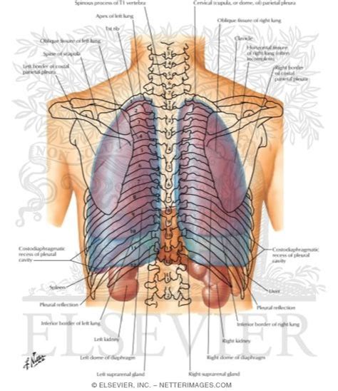 Humans have two lungs, the left lung, and the right lung. Topography of Lungs: Posterior View