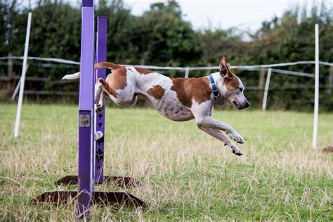 Photography By Mickb Agility Dogs Jump Sequence