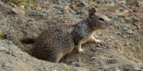 How To Get Rid Of Ground Squirrels Kill And Repel