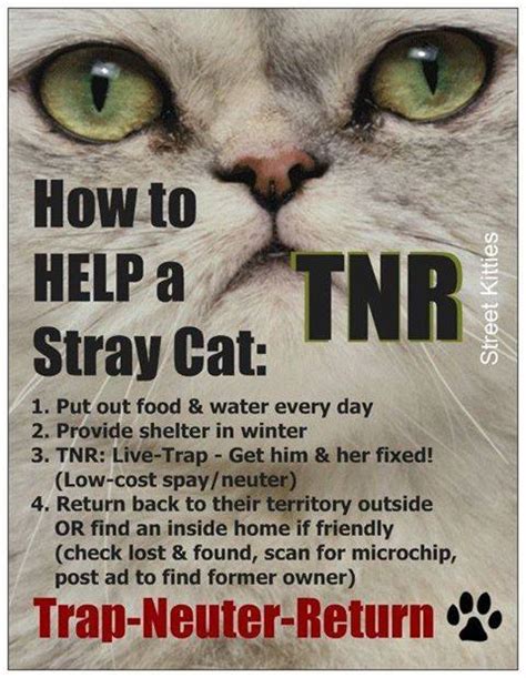 Indyferal How To Help Community Cats
