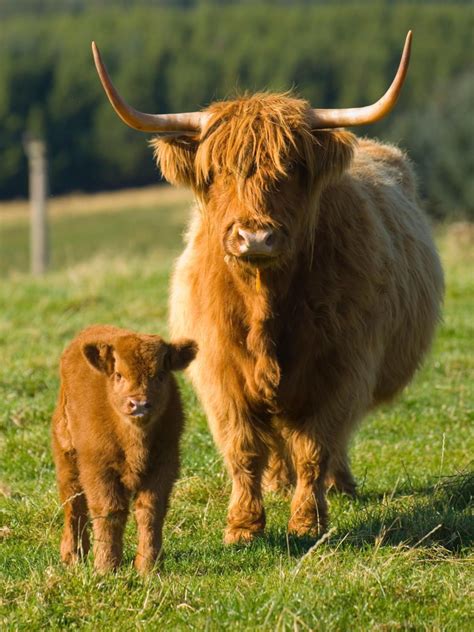 Image Result For Highland Calf Fluffy Cows Highland Cow Pictures