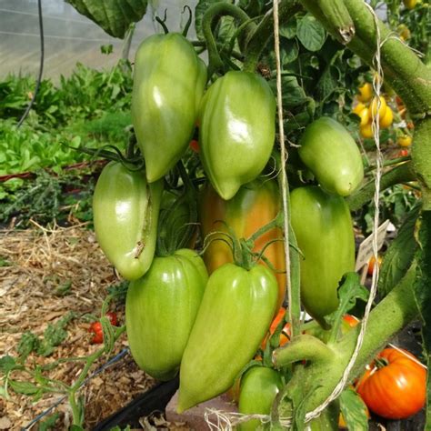 Plant Tomate Greff E Cornue Des Andes Bio Plantzone