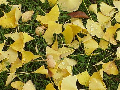 Also known as the maidenhair tree. My Chicago Botanic Garden | Tag Archive | ginkgo