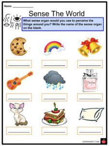 Sense Organs Facts, Worksheets & Five Senses For Kids