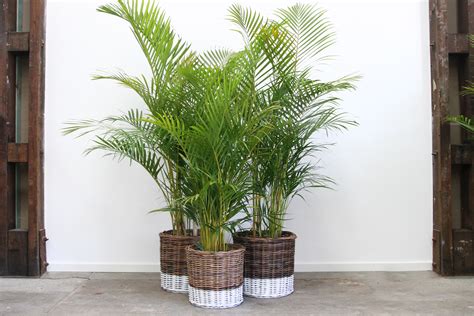 planter storage laundry baskets naturally cane rattan