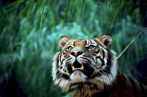 animals, Nature, Tiger Wallpapers HD / Desktop and Mobile ...