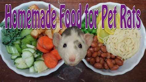 Pet Rat Diet Requested Youtube