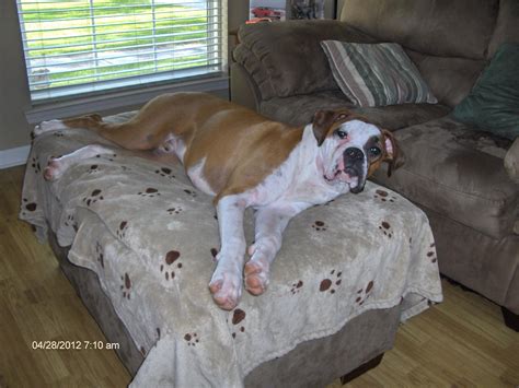 Bald Spots Boxer Breed Dog Forums