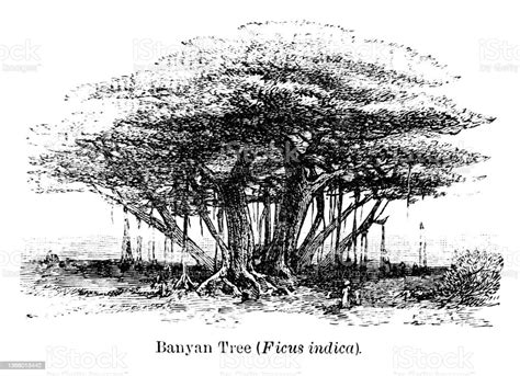 Banyan Tree Diagram