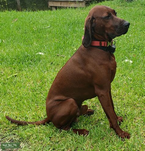 Redbone Coonhound Stud Dog South Eastern Breed Your Dog