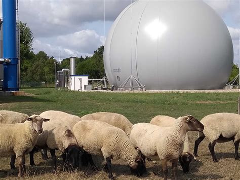 Wie die sanierungstechnik dommel gmbh die unterirdische leitung binnen 40 tagen. Referenzen Biogas - Ingenieurbüro Friedrich in Schwerin