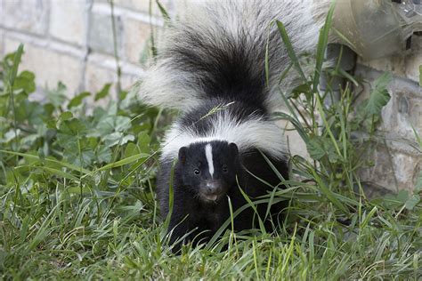 Do Skunks Bite Humane Removal Of Unwanted Animals