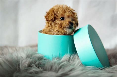 Safe affordable shipping all over us. Teacup Teddy Bear Poodle Puppies teacup puppies poodle ...